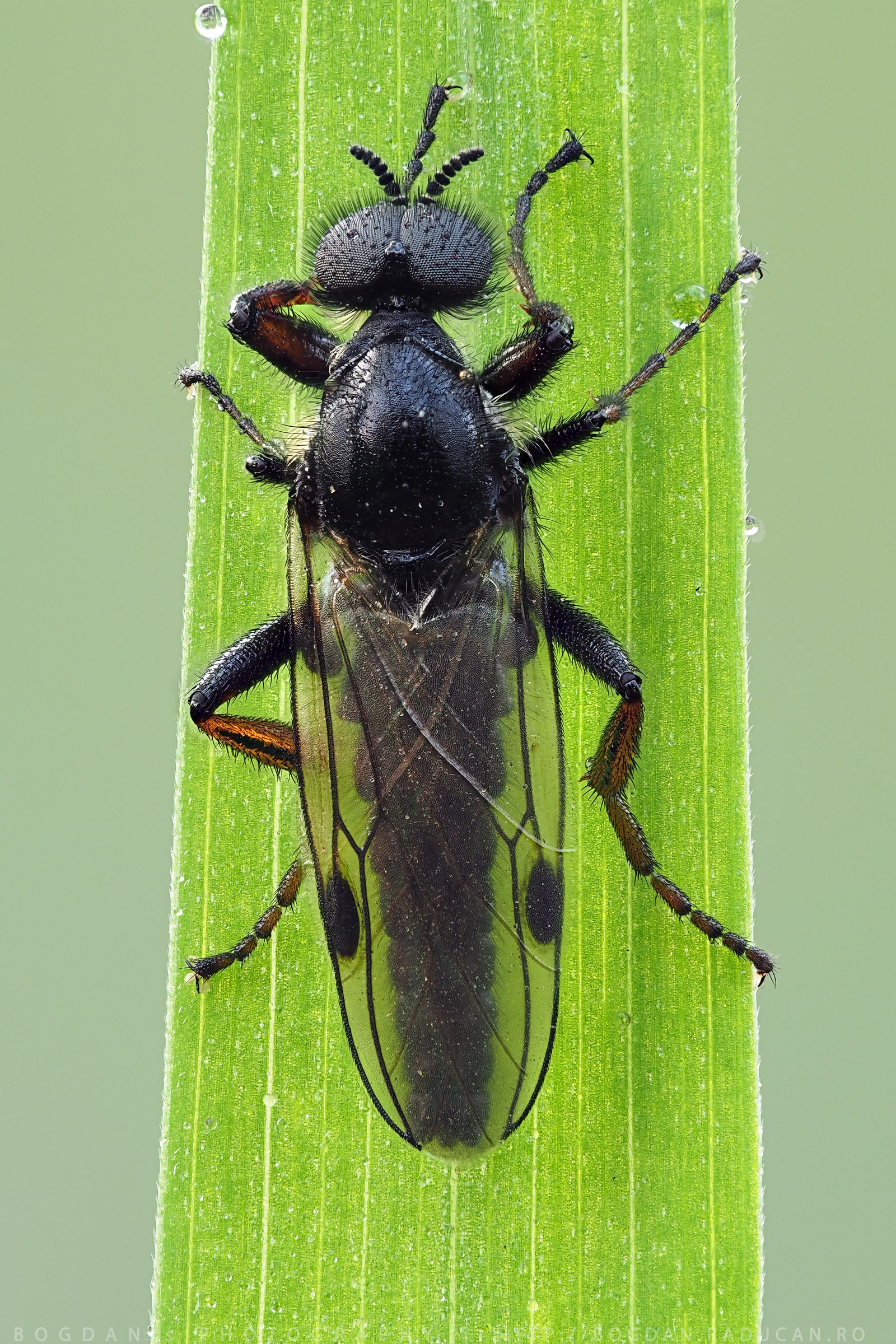 Bibio Marci (Musca de martie / Mach Fly)